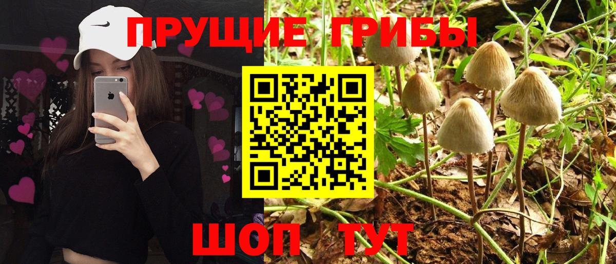 где найти   Корсаков  Галлюциногенные грибы Psilocybine cubensis  Галлюциногенные грибы Cubensis 